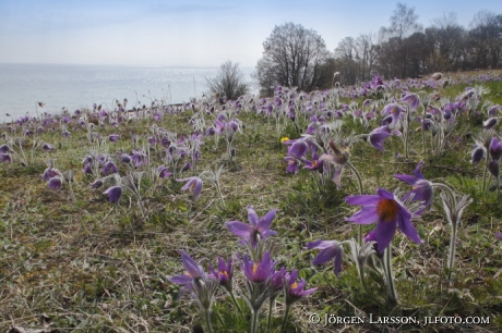 Stenshuvud  nationalpark Skane Sweden