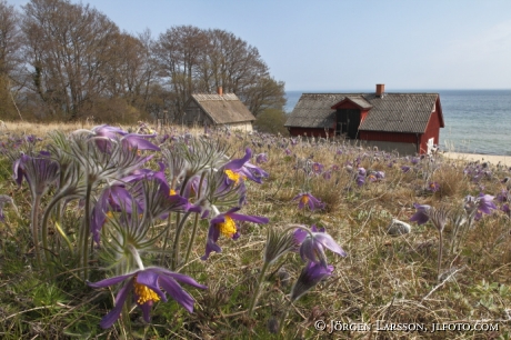 Stenshuvud  nationalpark Skane Sweden