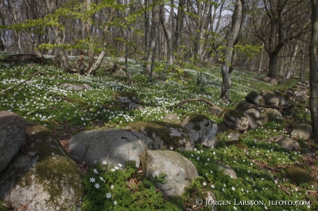 Stenshuvud  nationalpark Skane Sweden