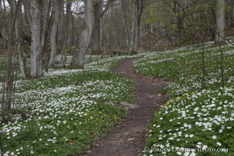 Stenshuvud  nationalpark Skane Sweden