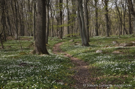 Stenshuvud  nationalpark Skane Sweden