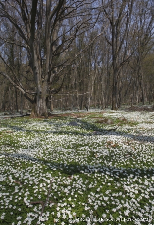 Stenshuvud  nationalpark Skane Sweden