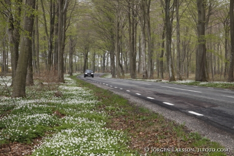 beech tree road  Sankt Olof Skane Sweden