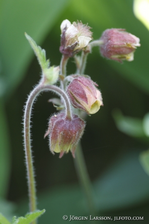 Water avens