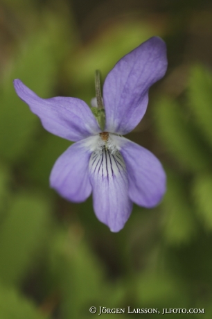 Dog violet