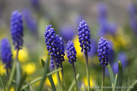 grape hyacinth 