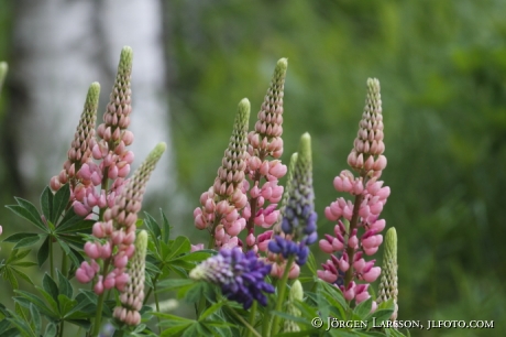 Lupines