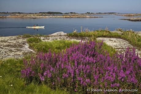 Purple loosestrife Smaland Sweden Canoeing