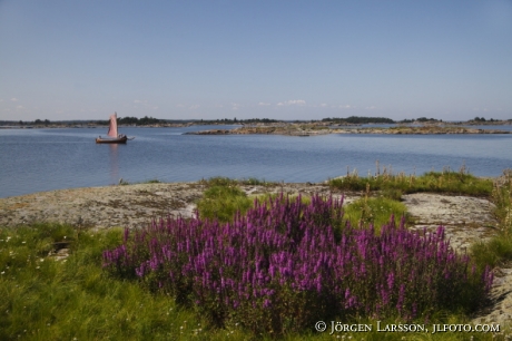 Purple loosestrife Smaland Sweden Sailingboat