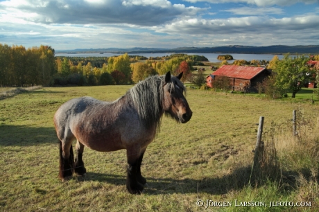 Horse at Orsa Dalarna Sweden