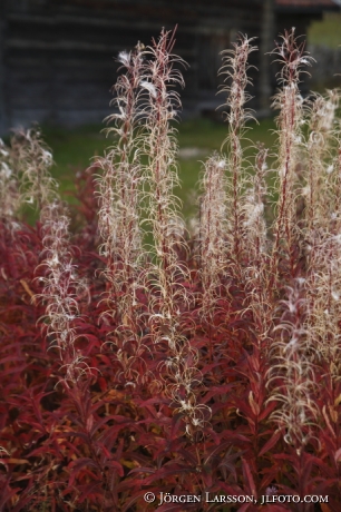 Willowherb Orsa Dalarna 