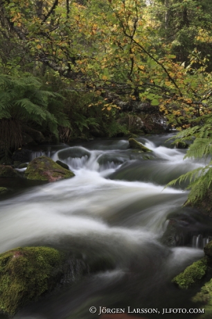 Fulufjallets nat park Dalarna Sweden