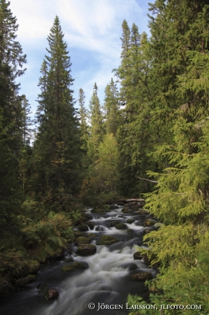 Fulufjallets nat park Dalarna Sweden