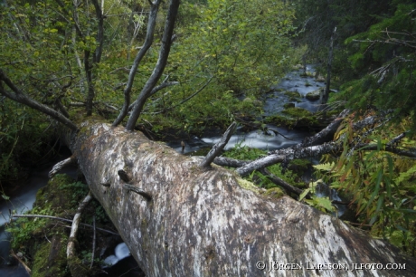 Fulufjallets nat park Dalarna Sweden