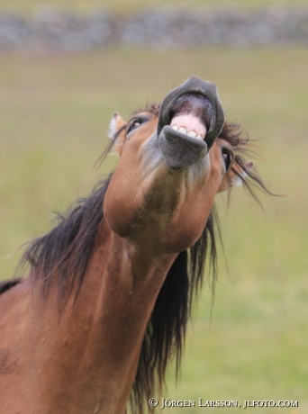 Gotland pony
