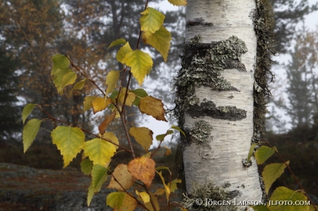 Birch  Liden Medelpad Sweden