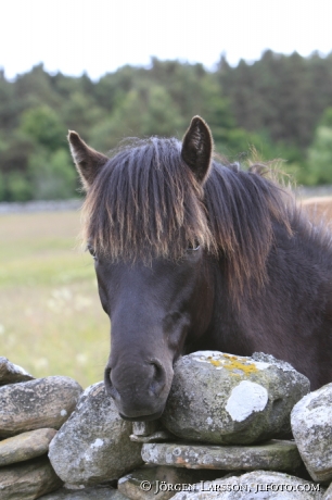 Gotland pony    Gotland Sweden
