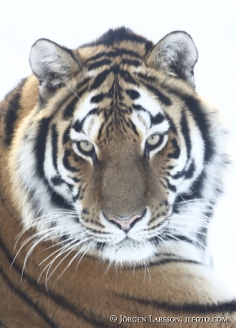 Siberian tiger / Amurtiger   Panthera tigris altacia