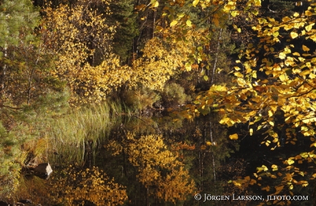 Lockvattnet  Bjornlunda Sodermanland Sweden