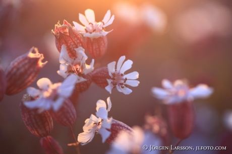 White Campion