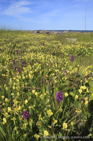 Orchids Katthammarsvik Gotlad 