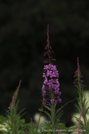 Chamerion angustifolium, Sweden