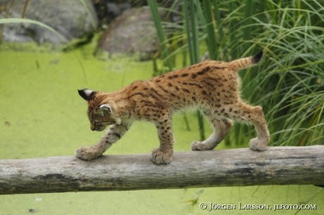 Lynx lynx  