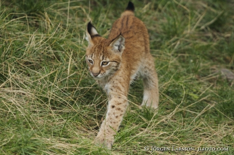 Lodjur Lynx lynx   