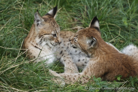 Lodjur Lynx lynx   