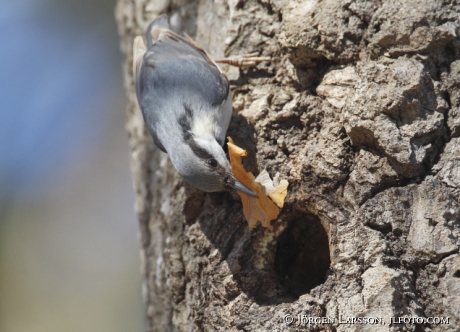 Nuthatch Sitta europaea