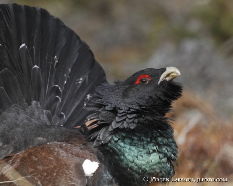 Great Grouse Tetrao urogallus  Bjornlunda Sweden