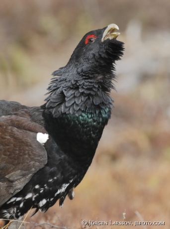 Great Grouse Tetrao urogallus  Bjornlunda Sweden