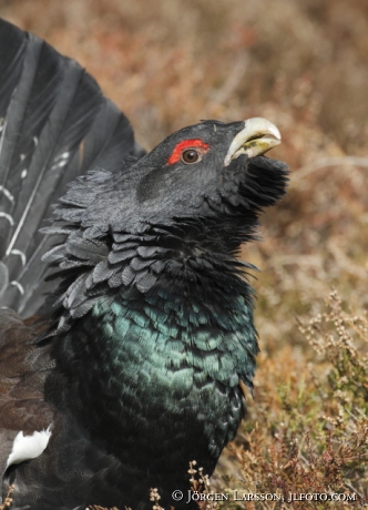 Great Grouse Tetrao urogallus  Bjornlunda Sweden