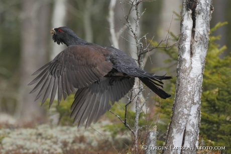 Great Grouse Tetrao urogallus  Bjornlunda Sweden