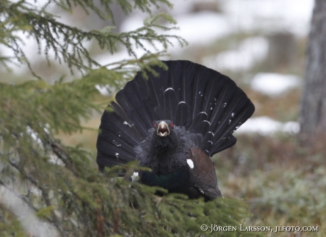 Great Grouse Tetrao urogallus  Bjornlunda Sweden