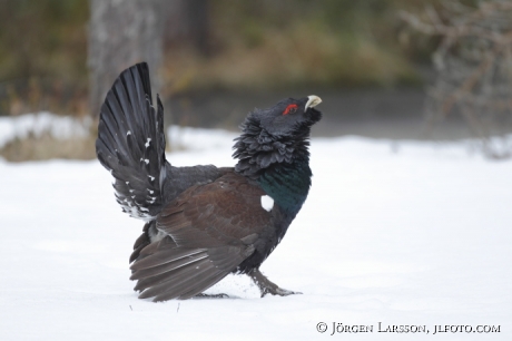 Great Grouse Tetrao urogallus  Bjornlunda Sweden