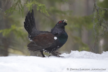 Great Grouse Tetrao urogallus  Bjornlunda Sweden