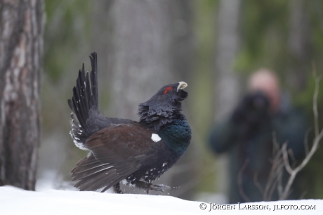 Great Grouse Tetrao urogallus  Bjornlunda Sweden