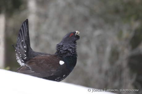 Great Grouse Tetrao urogallus  Bjornlunda Sweden