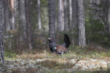 Great Grouse Tetrao urogallus  Bjornlunda Sweden