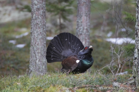 Great Grouse Tetrao urogallus  Bjornlunda Sweden