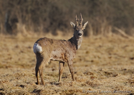 Roe dear Sodermanland Sweden