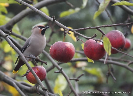 Waxwings Bombycilla garrulus