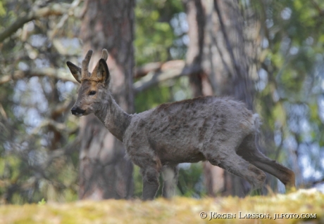 Roe deer Capreolus capreolus