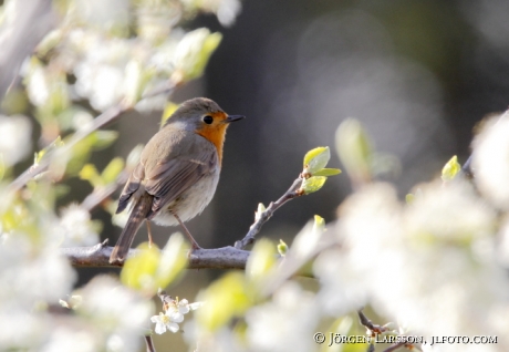 Robin Erithacus rubecula