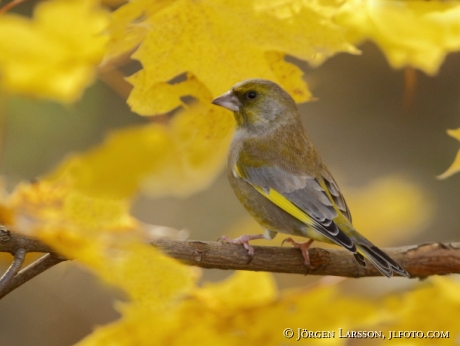 European Greenfinch Chloris chloris Stockholm Swed