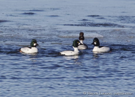 Golden eye Bucephala   Sweden