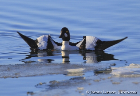 Goldeneye Bucephala clangula  Morko Sweden