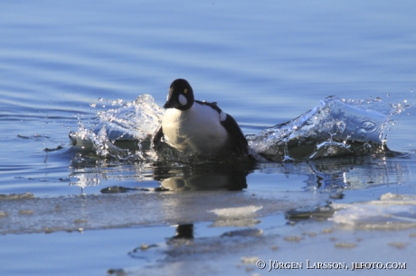 Goldeneye Bucephala clangula  Morko Sweden