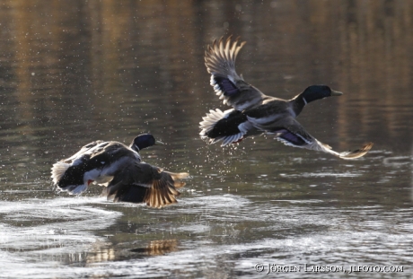 Mallard Anas platyrhynchos